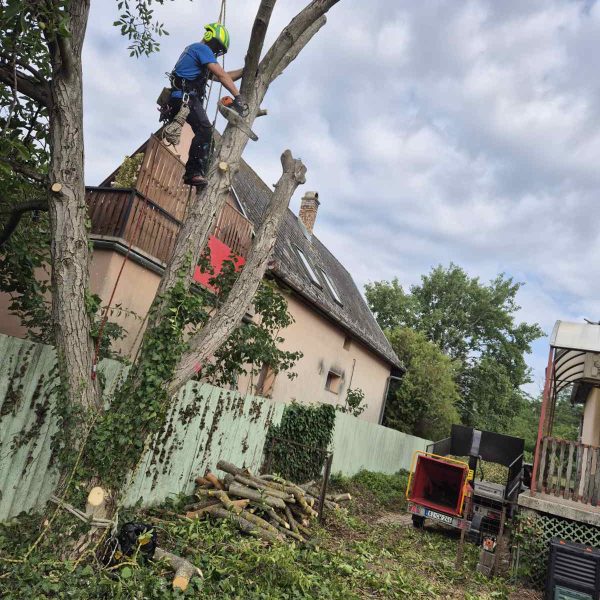 Favágó szakember munka közben alpintechnikával