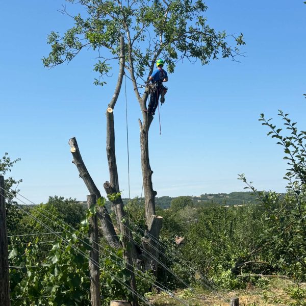 Fa szakaszos kivágása alpintechnikával