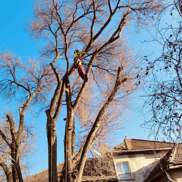 Favaágás alpintechnikával, veszélyes fák kivágása, gallyazása.