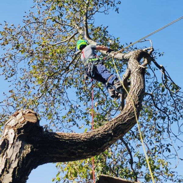 Favágás alpintechnikával,veszélyes fák kivágása.